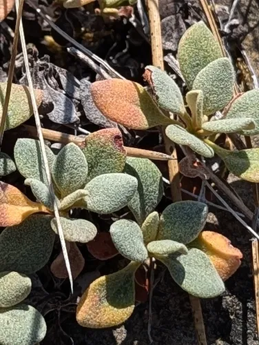 ternate buckwheat