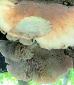 bear lentinus thumbnail 4