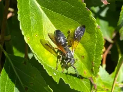 Tachytes guatemalensis thumbnail 4