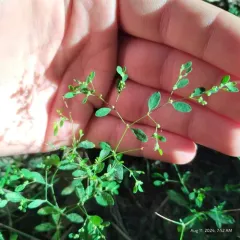 forked nailwort thumbnail 1