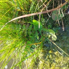 cutleaf water parsnip thumbnail 1