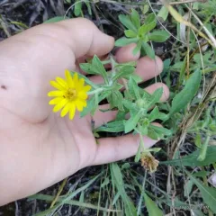 Heterotheca wisconsinensis thumbnail 1
