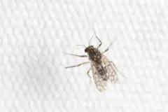 Guttipelopia guttipennis thumbnail 3