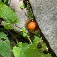 stalked puffball-in-aspic thumbnail 3