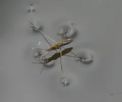 Limnoporus canaliculatus thumbnail 3