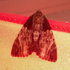 Clouded Underwing thumbnail 4
