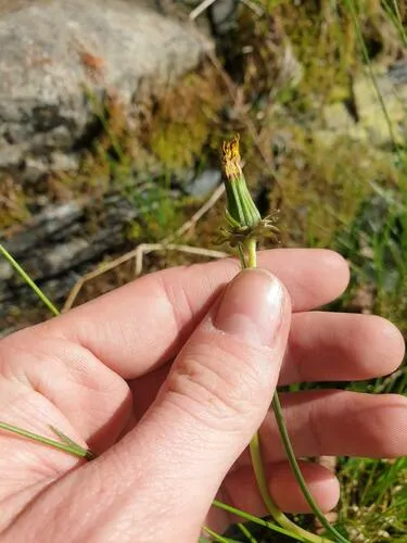 Large-lobed Dandelion