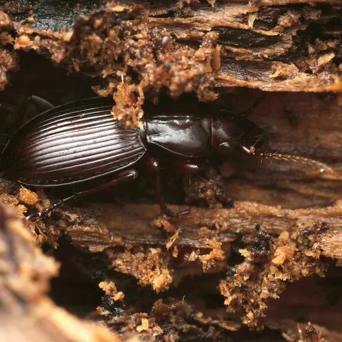 Gastrellarius honestus