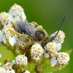 Valiant Long-horned Bee thumbnail 1