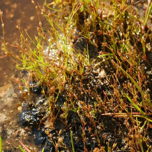 Toad rush