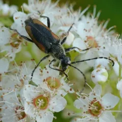 Short Long-horned Beetle thumbnail 2