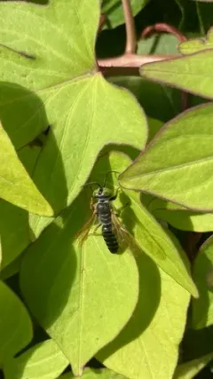 Tachytes distinctus thumbnail 1