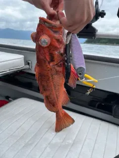 Black-spotted rockfish thumbnail 2