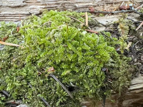 Silesian Feather-moss