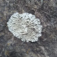 Cumberland Rock Shield thumbnail 4