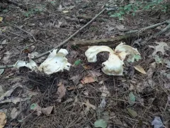 Aspropaxillus septentrionalis thumbnail 4