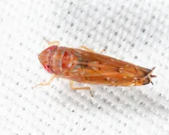 White-banded Elm Leafhopper thumbnail 3