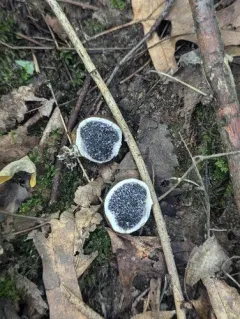 Michigan Earthball thumbnail 3