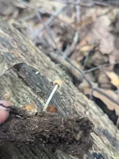 Psathyrella psammophila thumbnail 4