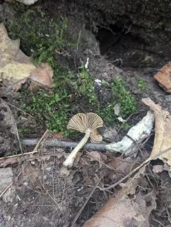 Pseudosperma friabile thumbnail 3