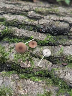 Pluteus seticeps thumbnail 3