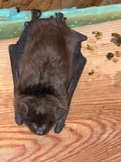 Evening Bat thumbnail 2