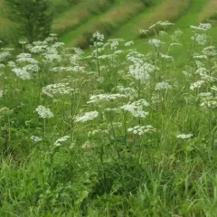 hogweed thumbnail 2