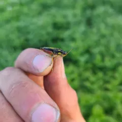 Cascade Timberline Grasshopper thumbnail 4