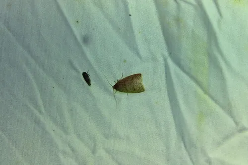 Netted Sparganothis Moth