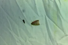 Netted Sparganothis Moth thumbnail 1