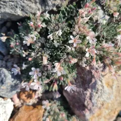 talus collomia thumbnail 3