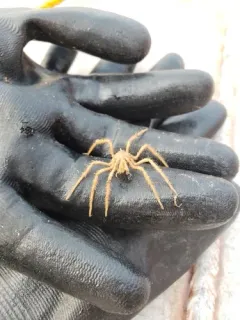 Nymphon hirtipes thumbnail 2