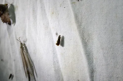 Psychedelic Jones Moth