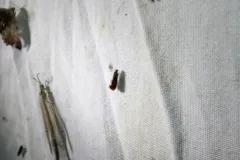 Psychedelic Jones Moth thumbnail 1