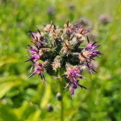 american saw-wort thumbnail 3