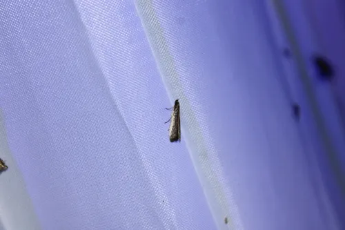Rosy Atascosa Moth