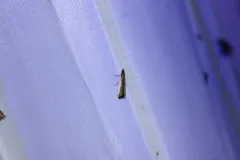 Rosy Atascosa Moth thumbnail 1