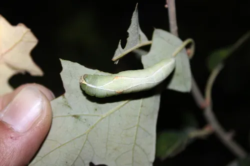 Sandhill Prominent