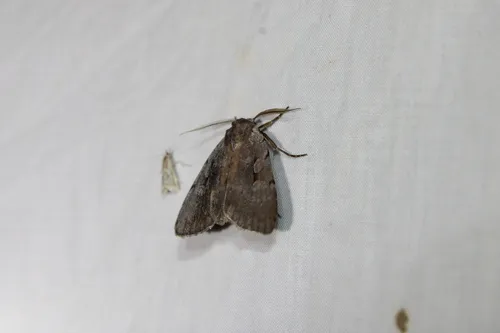 Southern Variable Dart
