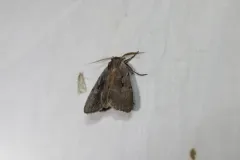 Southern Variable Dart thumbnail 1