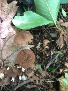 Inosperma mutatum thumbnail 2
