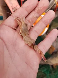 Sevenline Shrimp thumbnail 4