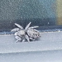 Boreal Tufted Jumping Spider thumbnail 4