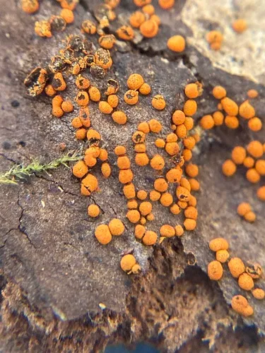 Physarum rubiginosum