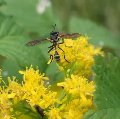 Physoconops obscuripennis thumbnail 3