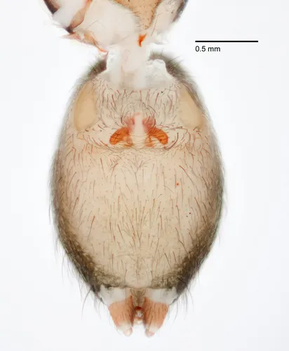 Neocybaeina burnetti