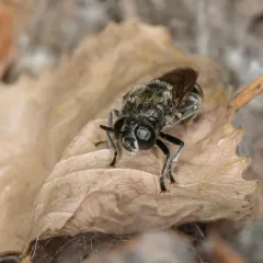 Long-horned Ant Fly thumbnail 2