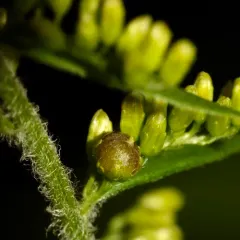 Schizomyia racemicola thumbnail 3