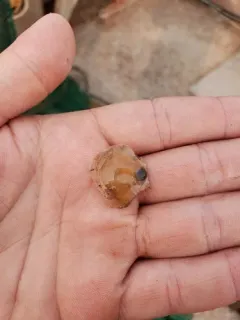 Similipecten greenlandicus thumbnail 3