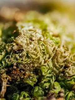 Fuscocephaloziopsis monticola thumbnail 2